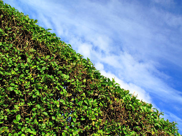 istock Privet Hedge With Sky And Clouds 119575643