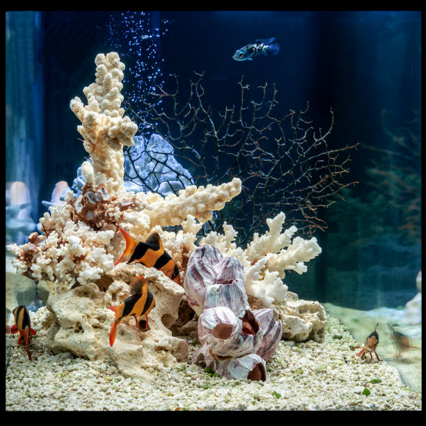 aquarium d'eau douce dans le modèle pseudo-marin. aquascape et aqua design. - hobbies freshwater fish underwater panoramic photos et images de collection