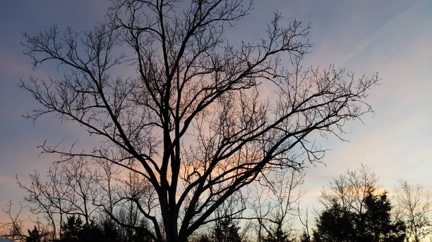 istock Beautiful Christmas Eve sky 1195757192