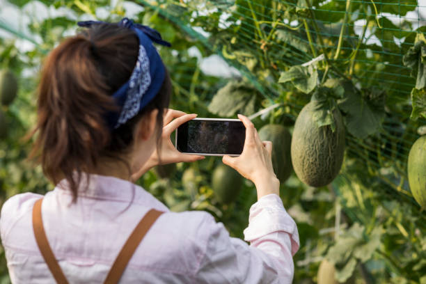 istock Agronomist or farmer using mobile phone in farm 1195757786