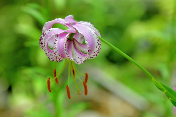Lilium lankongense is one of many beautiful Turk’s cap species, native to the mountains of China. The flowers, which bloom in summer, are a lovely shade of delicate pink with rose-pink spotting and carry a light scent.