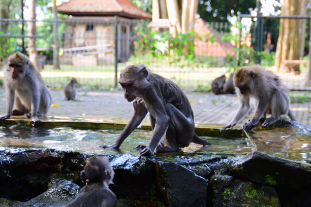 istock Wild monkey family in monkey forest in Ubud, Bali. 1195758078