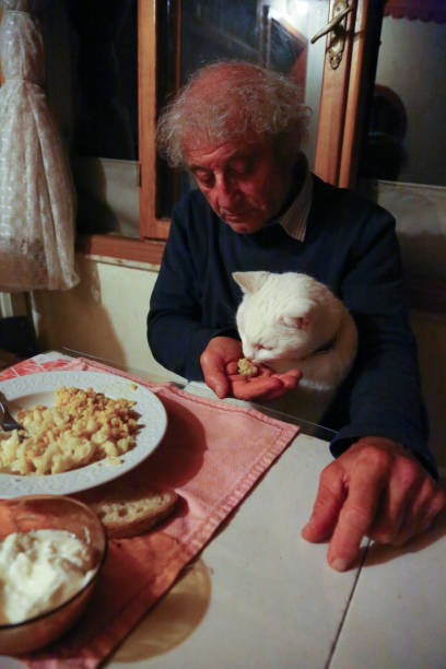 Pai que alimenta o gato doméstico na tabela de jantar - foto de acervo