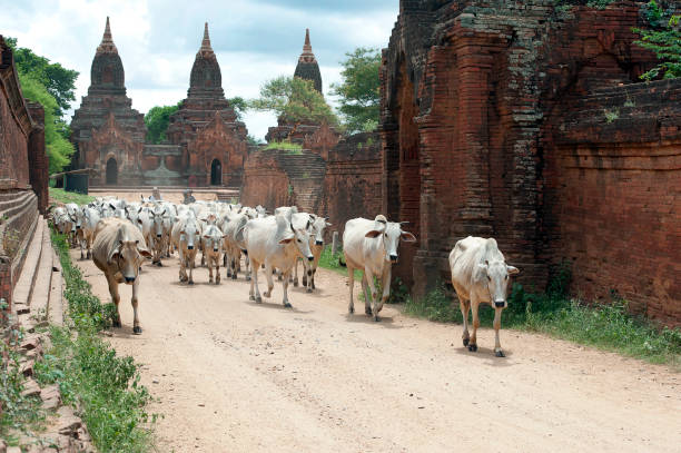 Bagan, Mandalay region, Myanmar. A biblical scene today as cattle are herded home. Bagan, ancient capital of the Pagan Kingdom, an historic city in the Mandalay Region, was the first kingdom to unify what is now modern Myanmar. Thousands of Buddhist temples, pagodas and monasteries were constructed in the Bagan plains, many ruins and repaired and refurbished religious stupa remain today in this UNESCO World Heritage Site and largest archaeological site in the world
