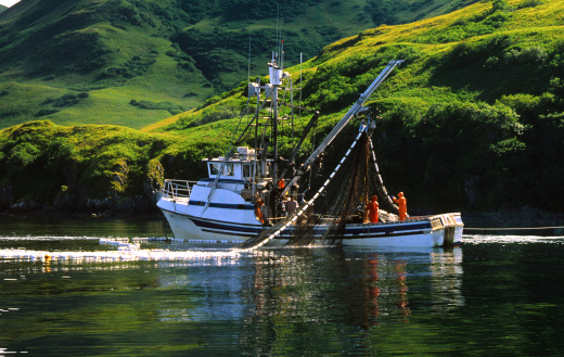 fisherman is picking fish on fishnet focus on foreground horizontal small business still