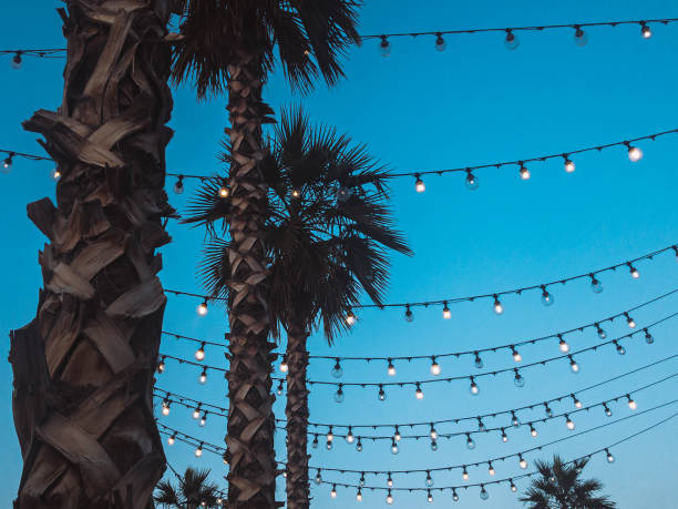 istock Palm trees Close-up photo with copy space 1195762561