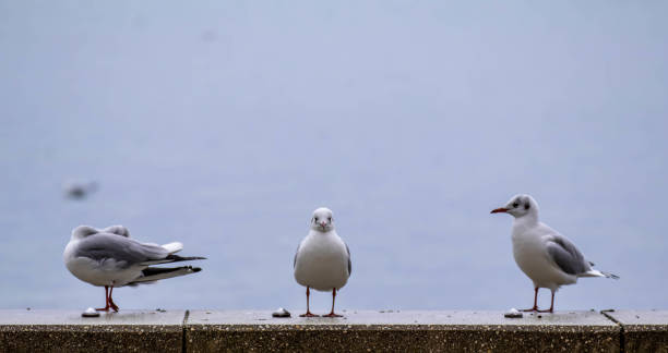Gulls on the lake shore