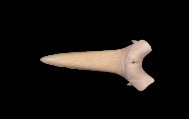 istock Shark tooth isolated on a black background 1195766777
