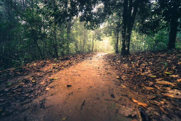 istock relaxing in nature with camping and ecotravel activity from beautiful tropical tree with sunlight and sunlay in raining to autumn season 1195767789