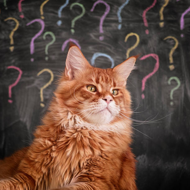 istock Red maine coon cat sitting against question mark background 1195767892