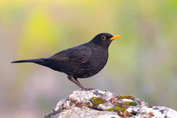 Blackbird perched on a rock.