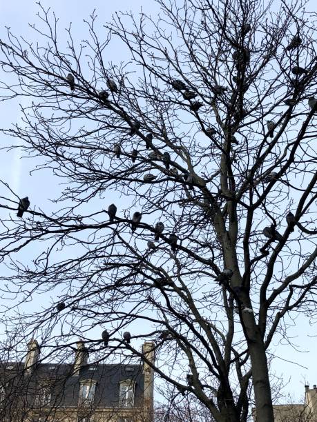 istock Pigeon on tree, in Paris 1195769196