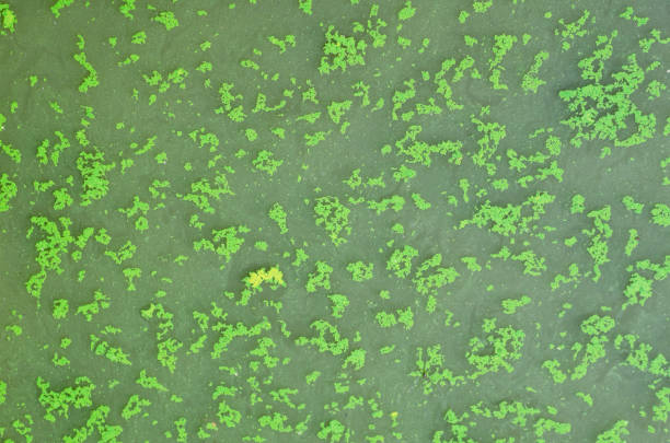 Blooming algae on the surface of the lake, background texture.