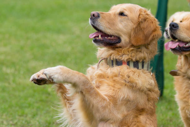 istock An old Golden Retriever make manikin 1195770992