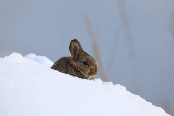 istock wild brown little hare in the snow 1195771184
