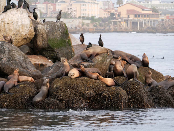 istock California Sea Lions 1195771781