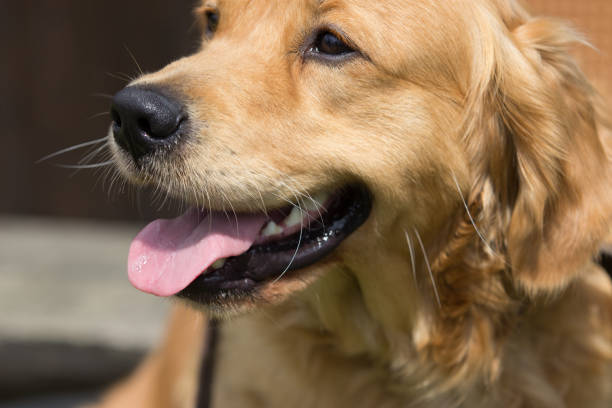 istock A Golden Retriever dog relax 1195772550