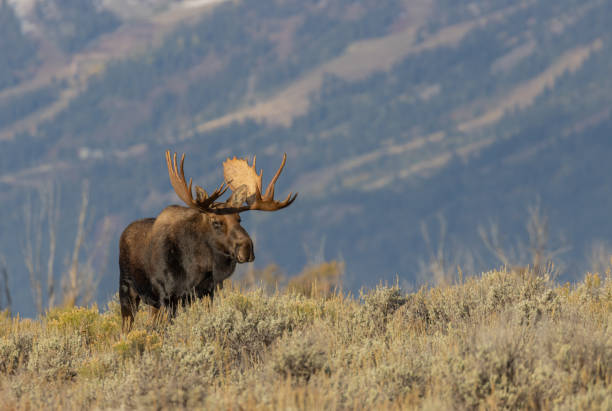 istock Bull Moose in Autumn in Wyoming 1195772696