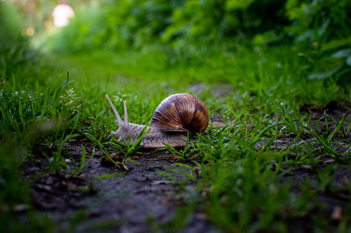 Close up on the shell of a snail. Selective focus, dark background