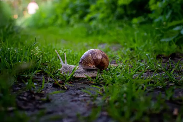 Sweden, Brown snail on a green grass…on her way out of the picture