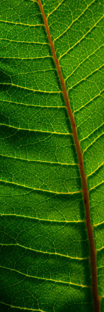 istock Surface Green Leaf Plants on a sunny day, Close-up. 1195774479