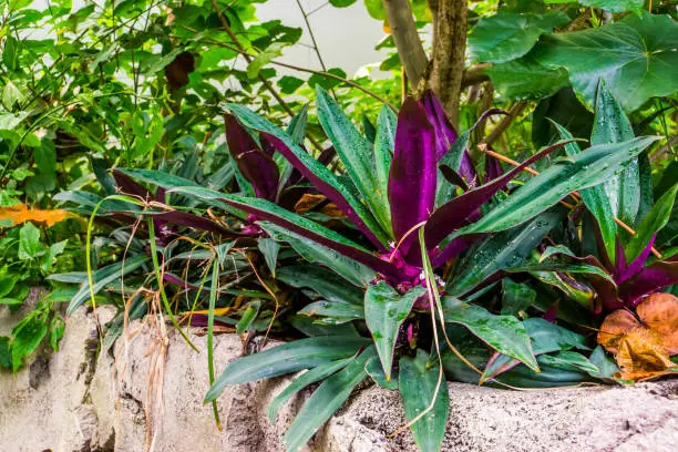 Photo of closeup of a boatlily, popular tropical garden plant, exotic specie from America