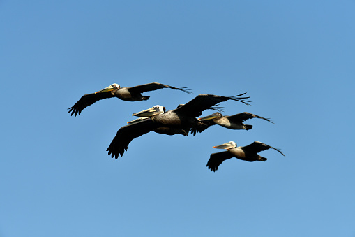 A mesmerizing sight to behold is a group of pelicans flying gracefully over the vast expanse of the ocean, their synchronized movements and effortless gliding creating a stunning display of nature's beauty.