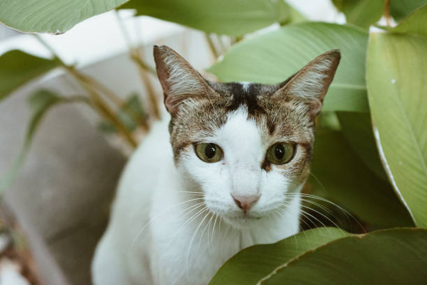 istock White Kitten Hidden Behind Green Plant, Cat 1195774664
