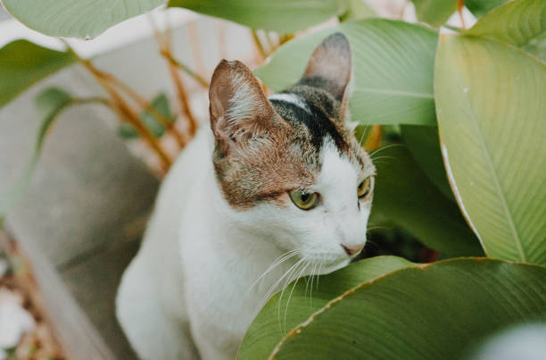 istock White Kitten Hidden Behind Green Plant, Cat 1195774682
