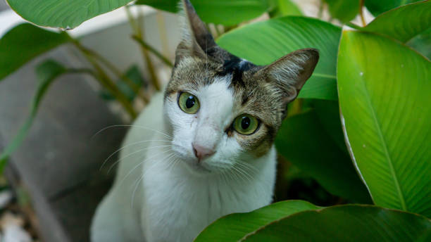 istock White Kitten Hidden Behind Green Plant, Cat 1195774685