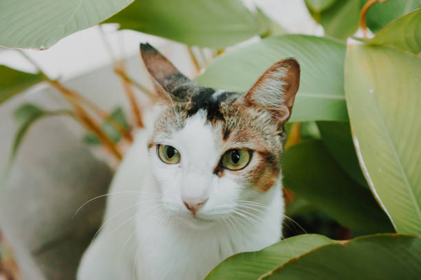 istock White Kitten Hidden Behind Green Plant, Cat 1195774715