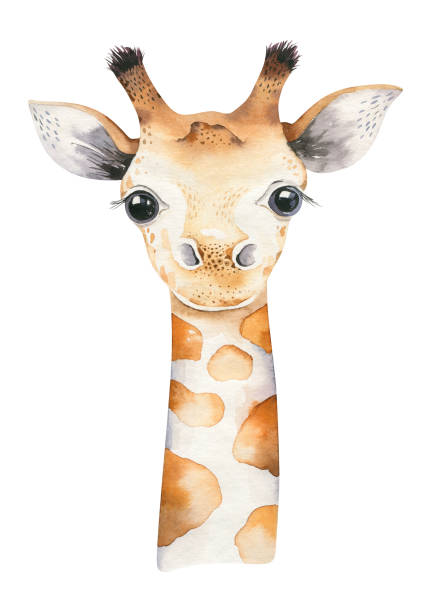 ein poster mit einer babygiraffe. aquarell cartoon giraffetropischen tier illustration. dschungel exotische sommer-druck. - jungtier stock-grafiken, -clipart, -cartoons und -symbole