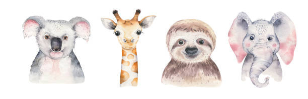 плакат с детской пандой, ленивца, жирафа и коалы. акварель мультфильма слона тропических животных иллюстрации. джунгли экзотический летний - art kit stock illustrations