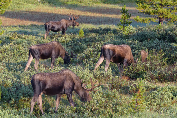 Shiras Moose in Colorado. Shiras are the smallest species of Moose in North America Wild Moose Living in the Forests of the Colorado Rocky Mountains bull pine stock pictures, royalty-free photos & images