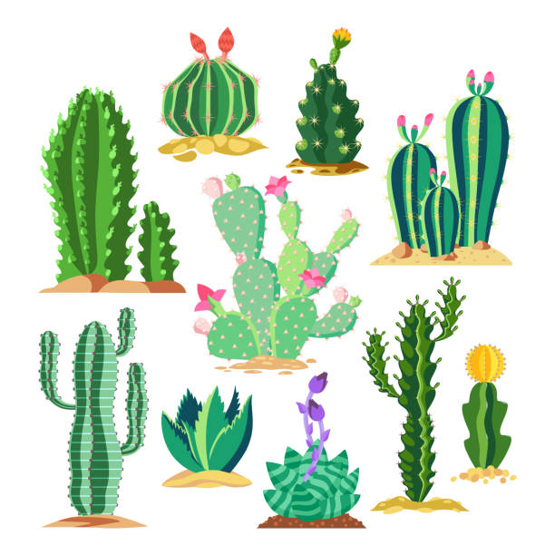 bildbanksillustrationer, clip art samt tecknat material och ikoner med uppsättning av vilda djur kaktus eller suckulent växt - desert cactus