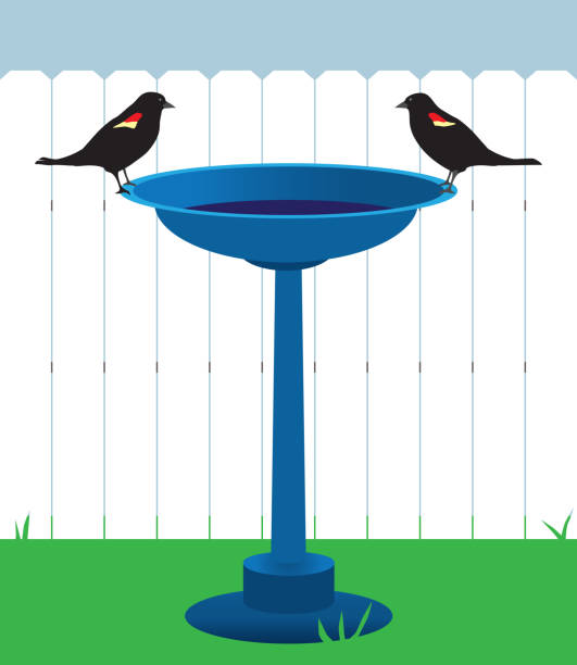 새 목욕에 새 - birdbath stock illustrations