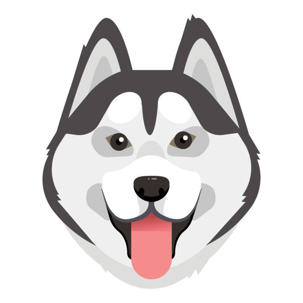 Siberian husky. Husky dog portrait. Husky head. Dog breed. Vector illustration. husky stock illustrations