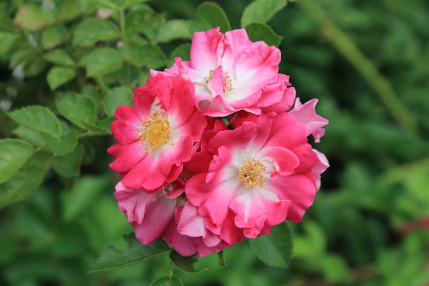 istock Charming blooming pink roses on a background of greenery 1195782859