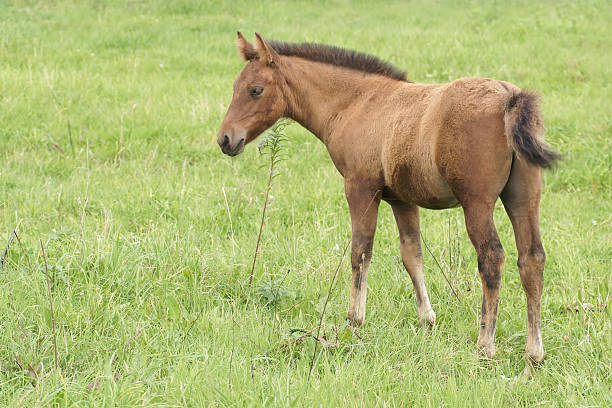 istock Foal in the pasture 119578354