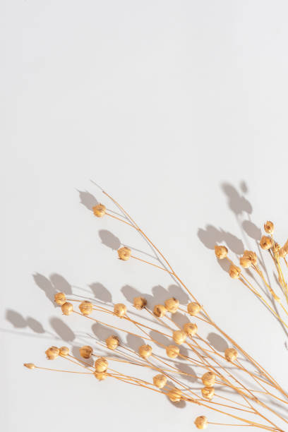 Dry flower branch on a light grey background