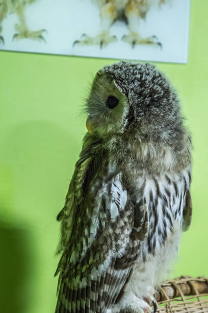 istock Single young owl sitting on the chair. Birds - night predators. 1195786028