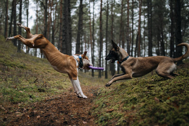 Amstaff dog play with belgian malinois