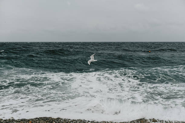 istock stormy sea cloudy sky waves rocky shore seagulls 1195787705