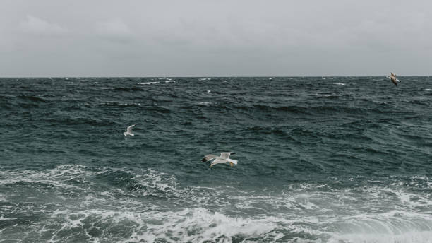 istock stormy sea cloudy sky waves rocky shore seagulls 1195788247