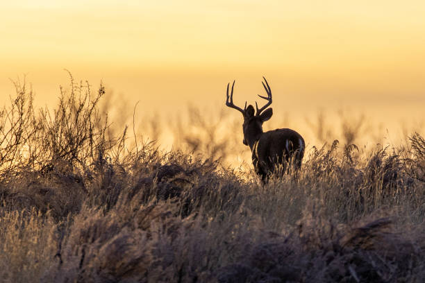 istock White Tail Buck silhouette in sunrise 1195788311