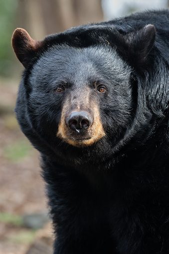 A portrait of an American black bear