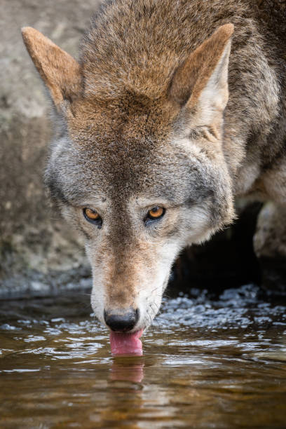 red wolf picie - red wolf zdjęcia i obrazy z banku zdjęć