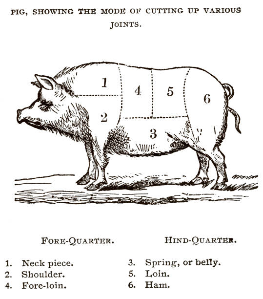 Woodcut of swine butchering chart with parts labeled. 19th century terms used on chart.