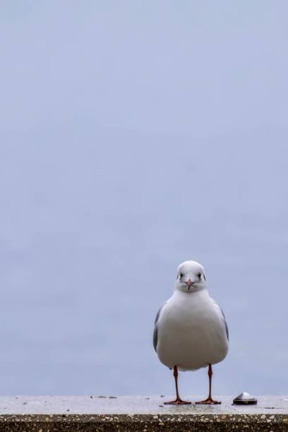 istock Seagull at Lake Balaton looks into the camera 1195790501