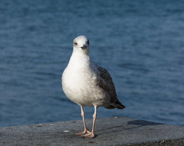 istock Portrait of a Seagull close-up 1195792729